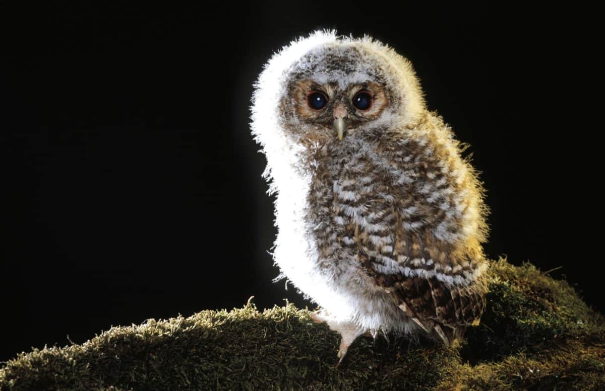 Little owl branch Nature Livradois-Forez