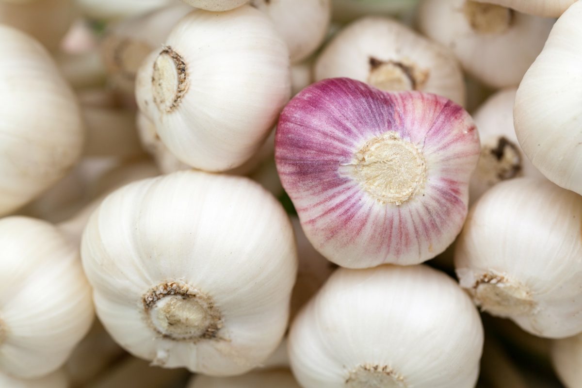 pink garlic billom remarkable sites of taste gastronomy