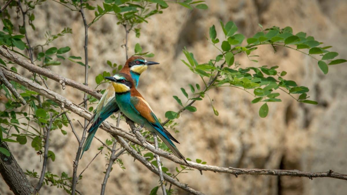 A pair of European bee-eaters.