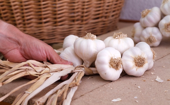 billom braid garlic fair