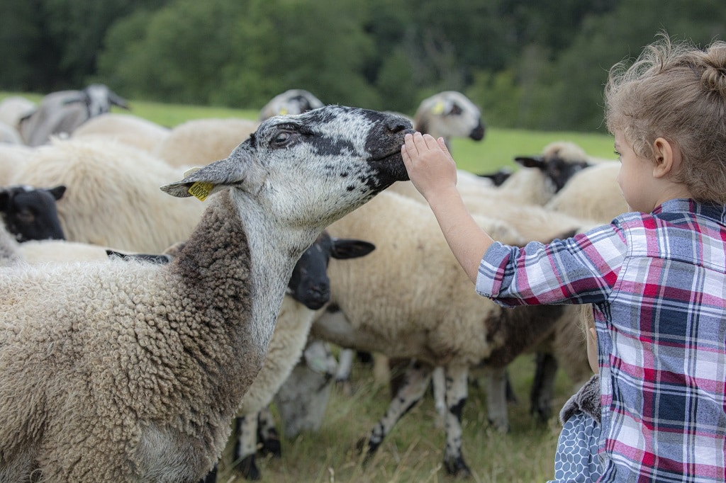 Enfant au milieu d'un troupeau de brebis dans une ferme du Livradois-Forez. 