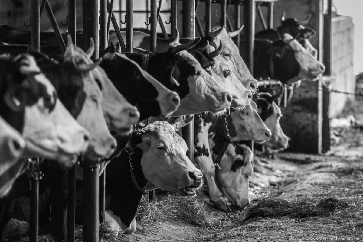 Ferme à visiter en Auvergne Vaches à l'étable dans une ferme du Livradois-Forez. 
