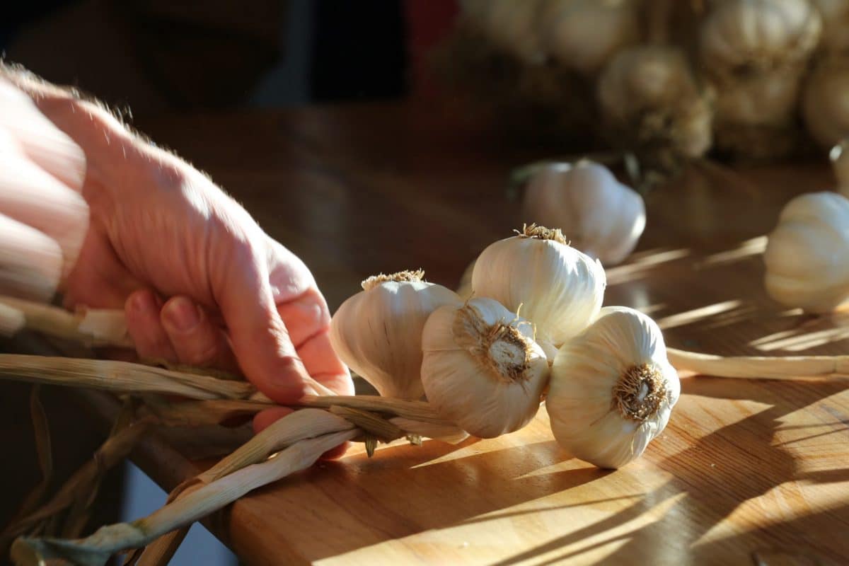 Billom's garlic