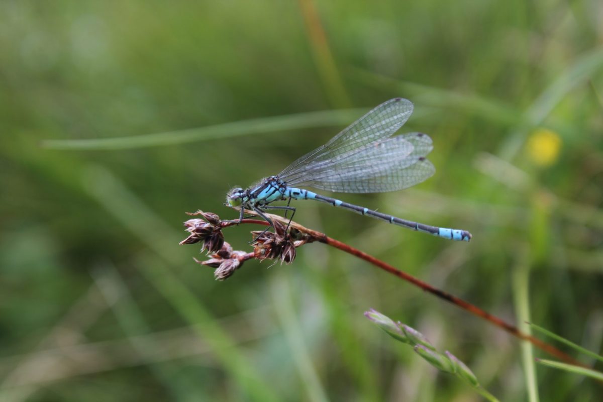 Agrion.a.lunules