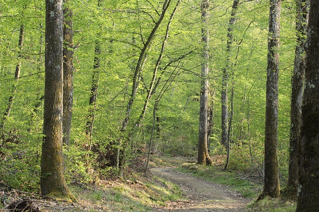 Forêt de la Comté