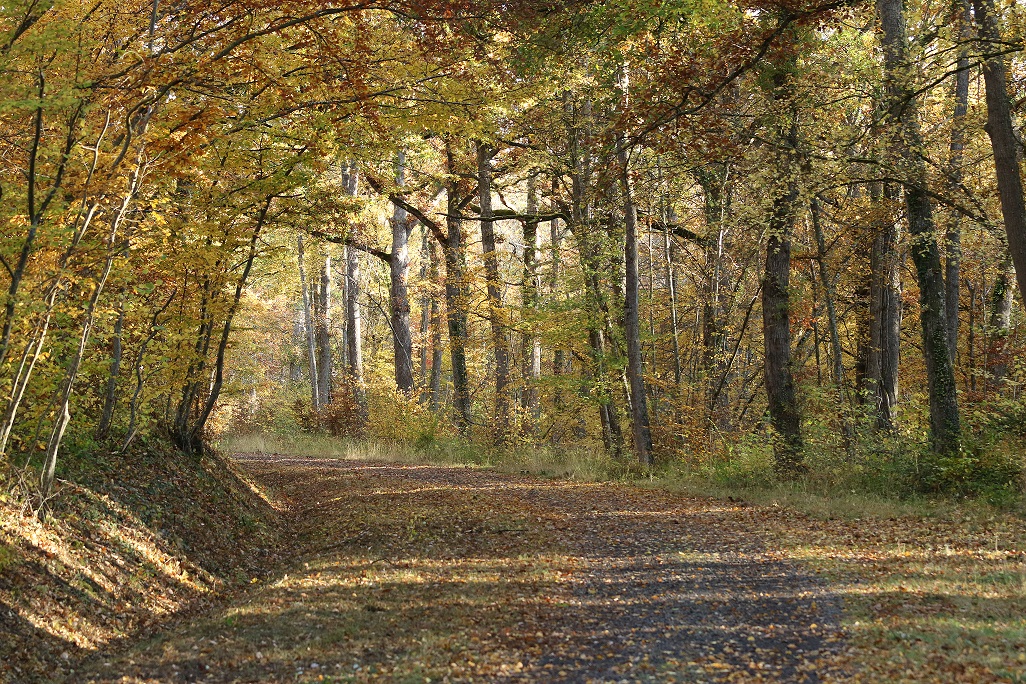 Forêt de la Comté à l’automne
